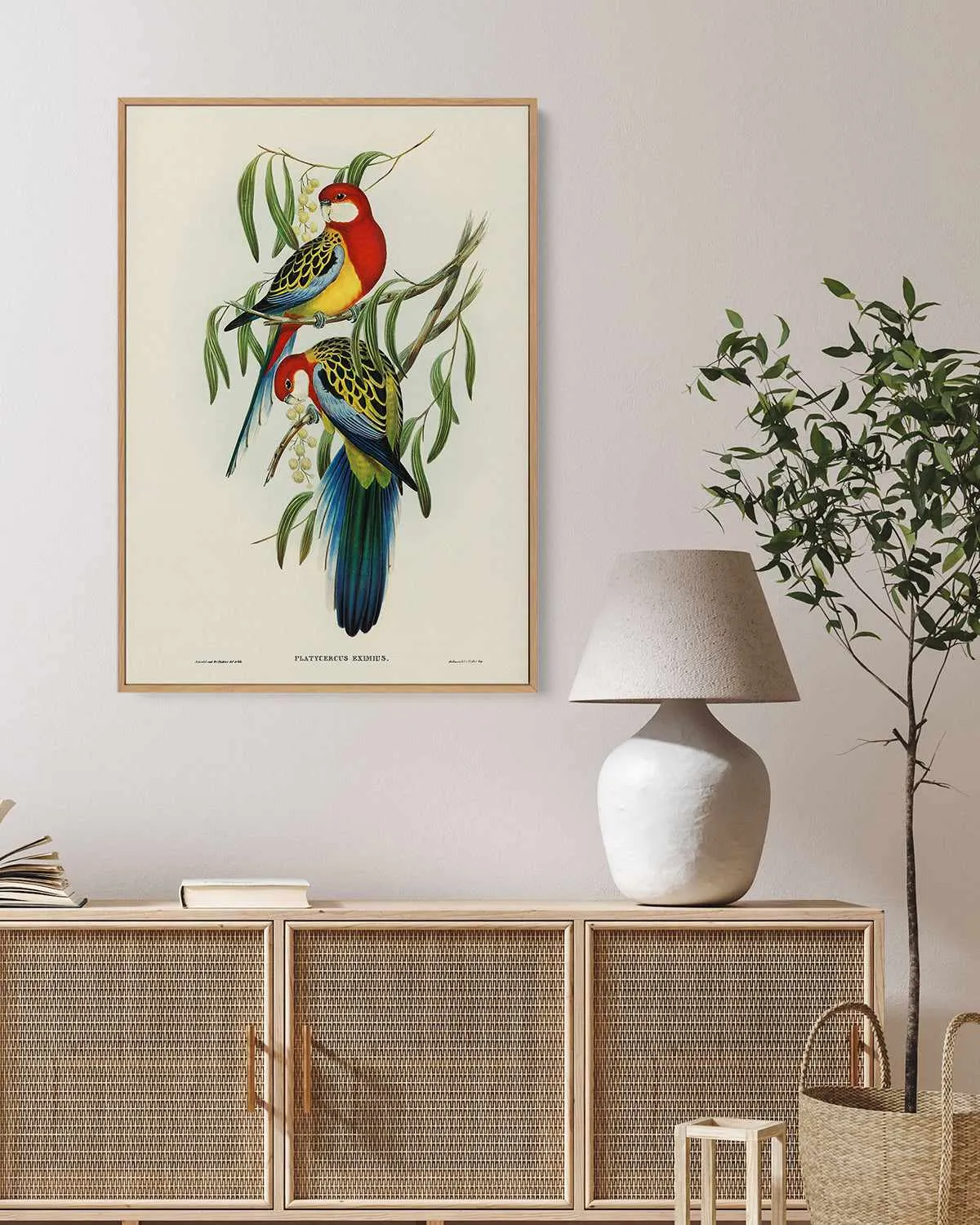 Australian Rosella Vintage Bird Illustration | Framed Canvas Art Print