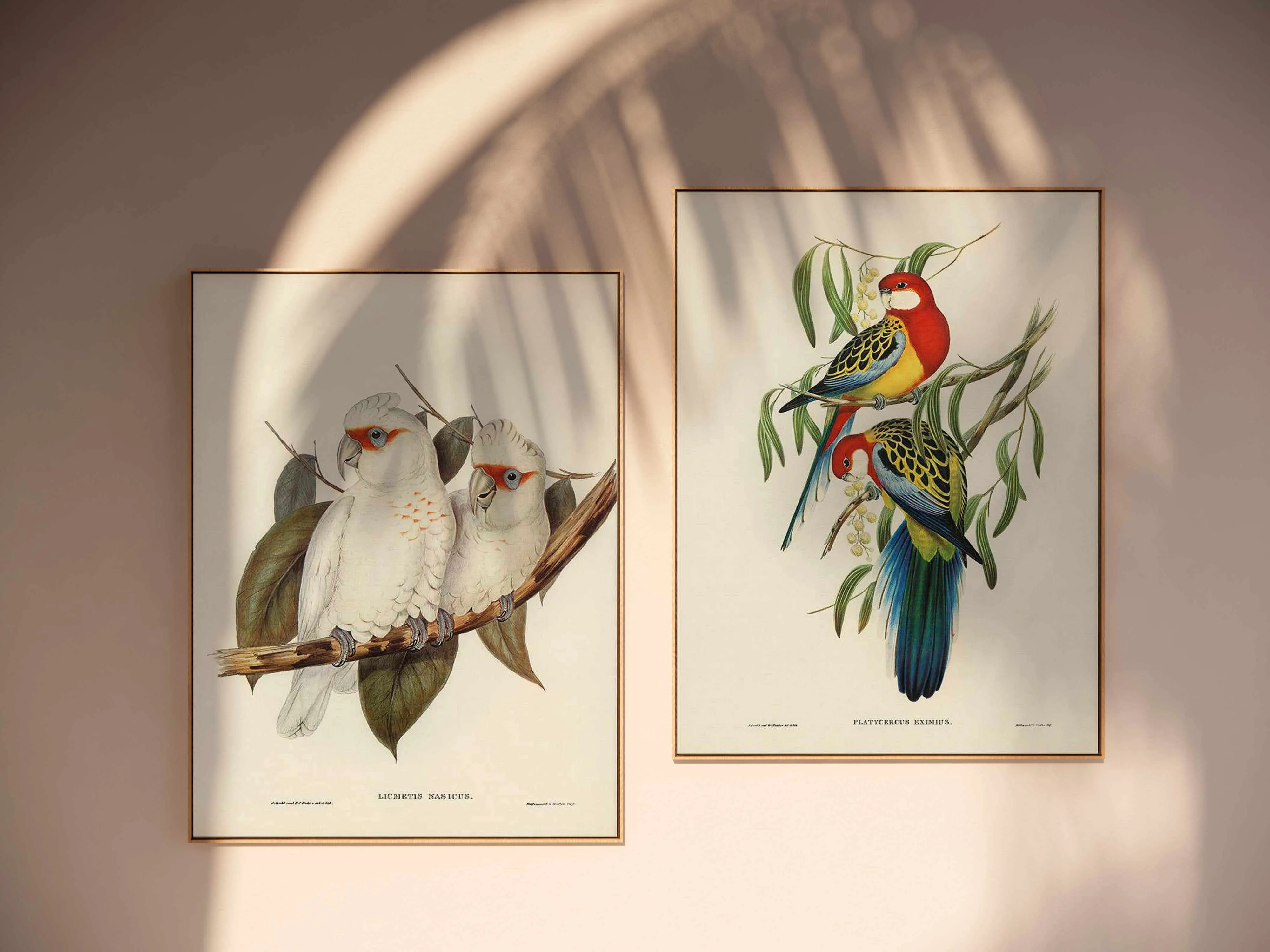 Australian Rosella Vintage Bird Illustration | Framed Canvas Art Print